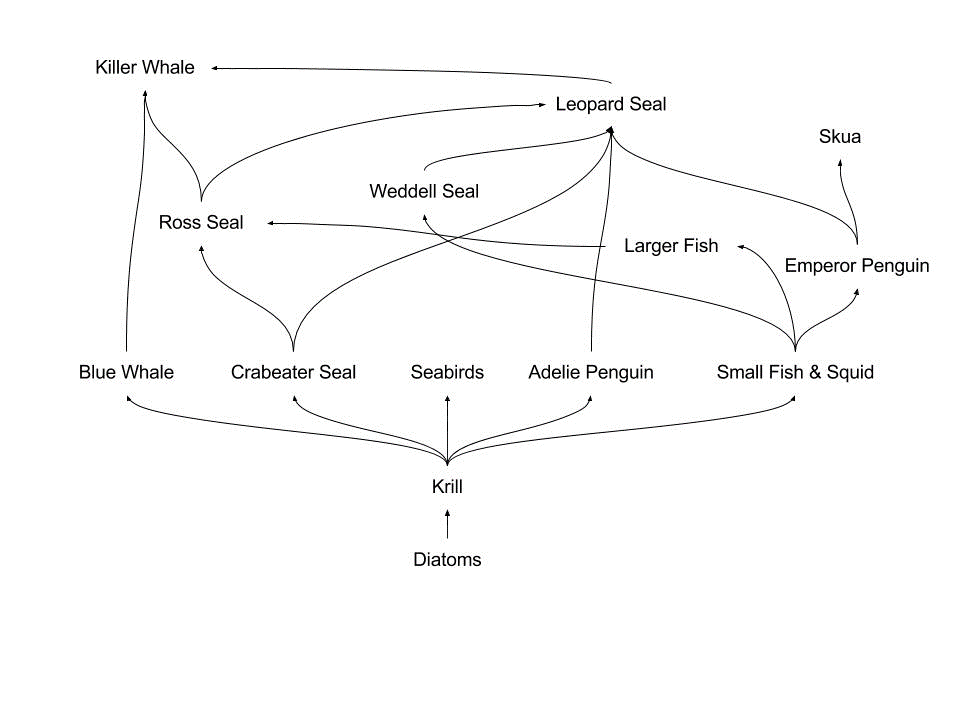 Killer Whale
Leopard Seal
Skua
Weddell Seal
Ross Seal
Larger Fish
Emperor Penguin
Blue Whale
Crabeater Seal
Seabirds
Adelie Penguin
Small Fish & Squid
Krill
Diatoms
