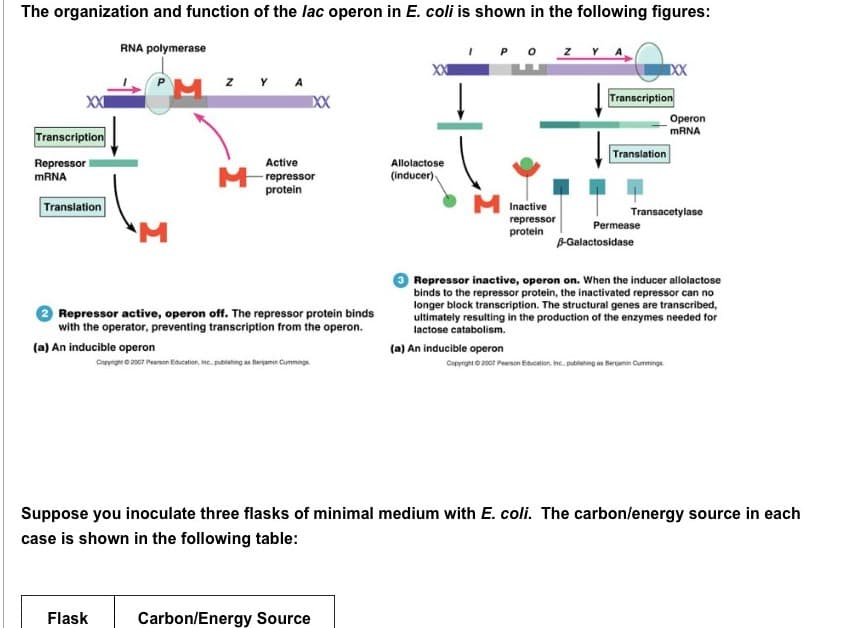 The organization and function of the lac operon in E. coli is shown in the following figures:
XXI
Transcription
Repressor
mRNA
Translation
RNA polymerase
M
M
Flask
ZYA
XXXX
Active
M-repressor
protein
Repressor active, operon off. The repressor protein binds
with the operator, preventing transcription from the operon.
(a) An inducible operon
Copyright © 2007 Pearson Education, Inc., publishing as Benjamin Cummings
Allolactose
(inducer)
Carbon/Energy Source
0 Z
MInactive
repressor
protein
(a) An inducible operon
Transcription
Translation
XXX
Permease
B-Galactosidase
Transacetylase
Operon
mRNA
3 Repressor inactive, operon on. When the inducer allolactose
binds to the repressor protein, the inactivated repressor can no
longer block transcription. The structural genes are transcribed,
ultimately resulting in the production of the enzymes needed for
lactose catabolism.
Copyright © 2007 Pearson Education, Inc., publishing as Benjamin Cummings
Suppose you inoculate three flasks of minimal medium with E. coli. The carbon/energy source in each
case is shown in the following table: