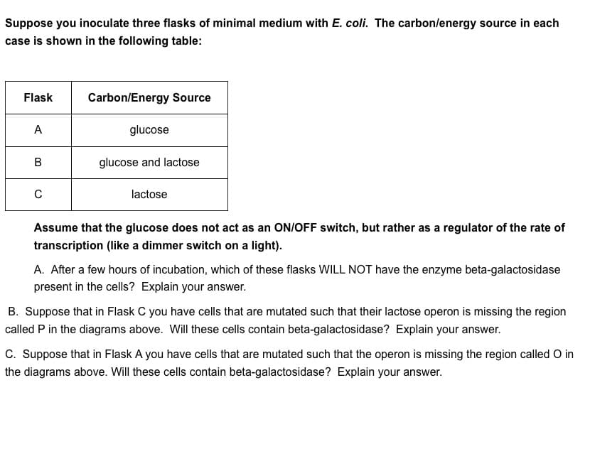 Suppose you inoculate three flasks of minimal medium with E. coli. The carbon/energy source in each
case is shown in the following table:
Flask
A
B
C
Carbon/Energy Source
glucose
glucose and lactose
lactose
Assume that the glucose does not act as an ON/OFF switch, but rather as a regulator of the rate of
transcription (like a dimmer switch on a light).
A. After a few hours of incubation, which of these flasks WILL NOT have the enzyme beta-galactosidase
present in the cells? Explain your answer.
B. Suppose that in Flask C you have cells that are mutated such that their lactose operon is missing the region
called P in the diagrams above. Will these cells contain beta-galactosidase? Explain your answer.
C. Suppose that in Flask A you have cells that are mutated such that the operon is missing the region called O in
the diagrams above. Will these cells contain beta-galactosidase? Explain your answer.