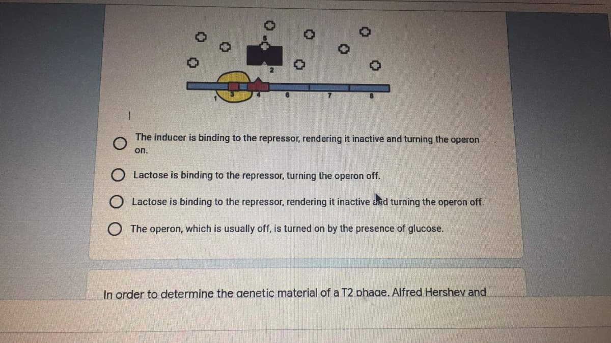 The inducer is binding to the repressor, rendering it inactive and turning the operon
on.
Lactose is binding to the repressor, turning the operon off.
Lactose is binding to the repressor, rendering it inactive and turning the operon off.
O The operon, which is usually off, is turned on by the presence of glucose.
In order to determine the genetic material of a T2 phaae. Alfred Hershev and
