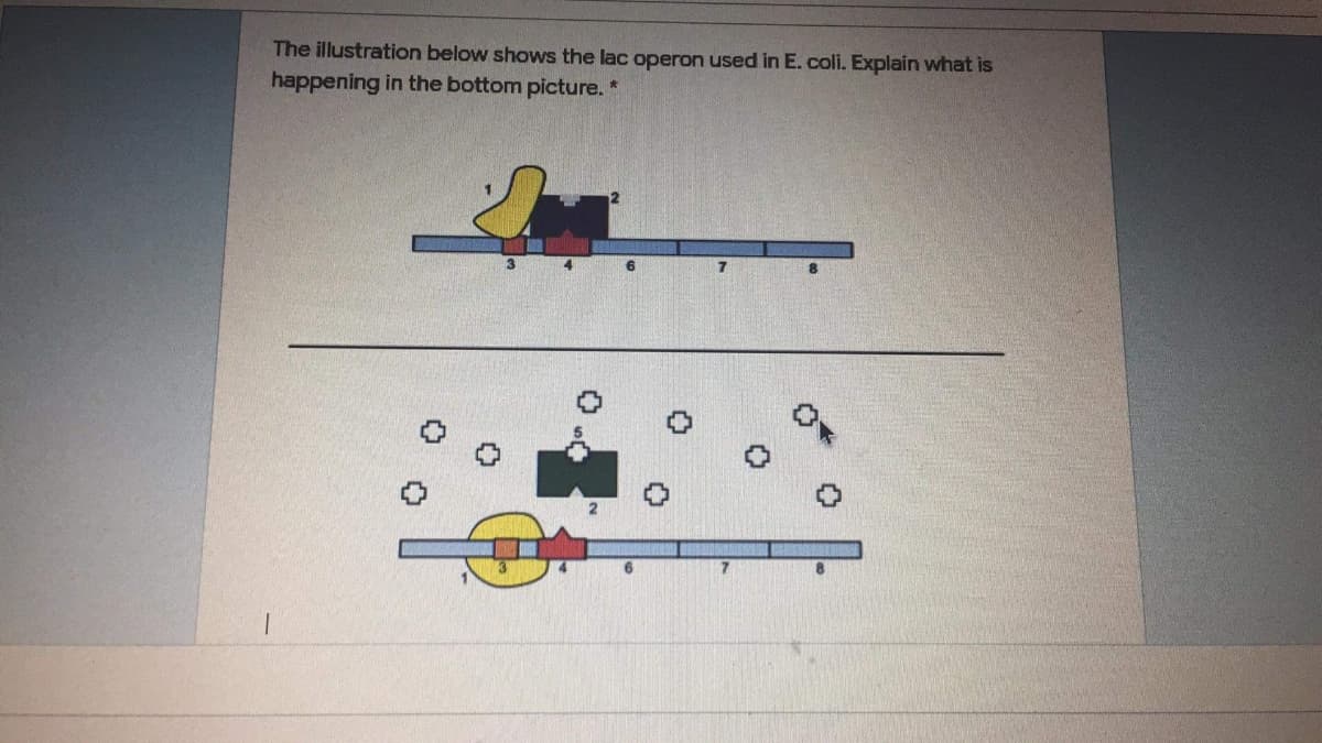 The illustration below shows the lac operon used in E. coli. Explain what is
happening in the bottom picture. *
7.

