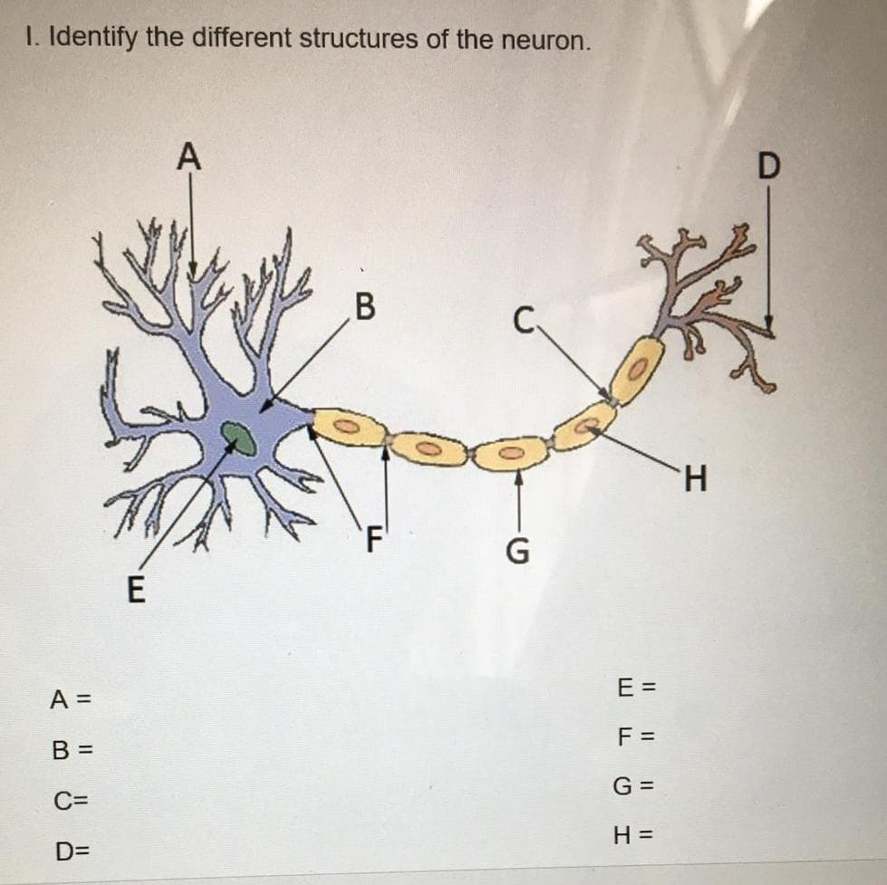 I. Identify the different structures of the neuron.
A
H.
G
E =
A =
F =
В 3
G =
C=
H =
D=
