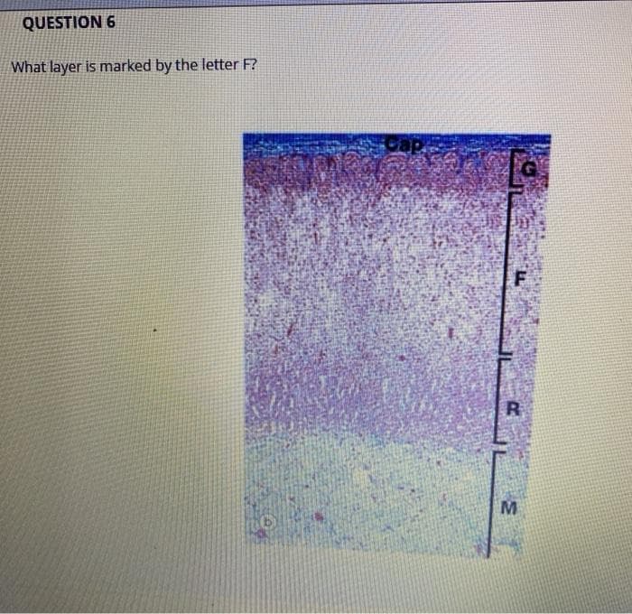 QUESTION 6
What layer is marked by the letter F?
R
