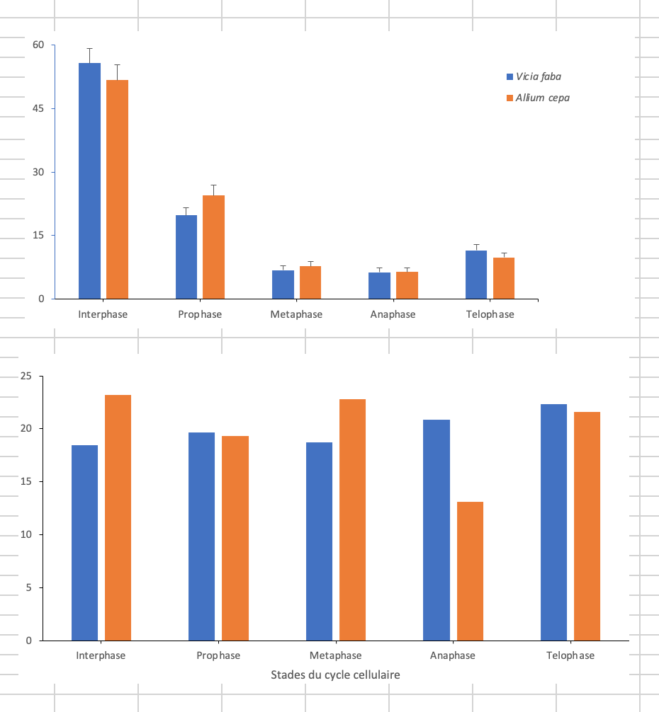 60
I Vicia faba
Allum ceра
45
30
15
Interphase
Prop hase
Metaphase
Anaphase
Telophase
25
20
15
10
Interphase
Prop hase
Metaphase
Anaphase
Telophase
Stades du cycle cellulaire
