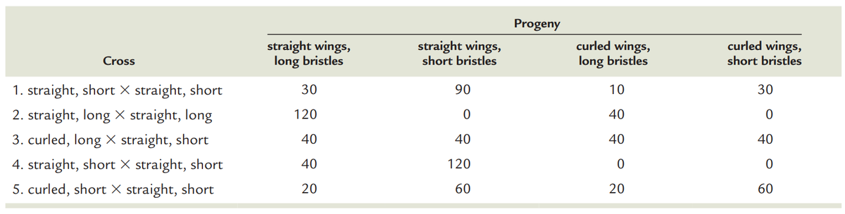 Progeny
straight wings,
long bristles
straight wings,
short bristles
curled wings,
long bristles
curled wings,
short bristles
Cross
1. straight, short X straight, short
30
90
10
30
2. straight, long × straight, long
120
40
3. curled, long X straight, short
40
40
40
40
4. straight, short X straight, short
40
120
5. curled, short X straight, short
60
20
60
20
