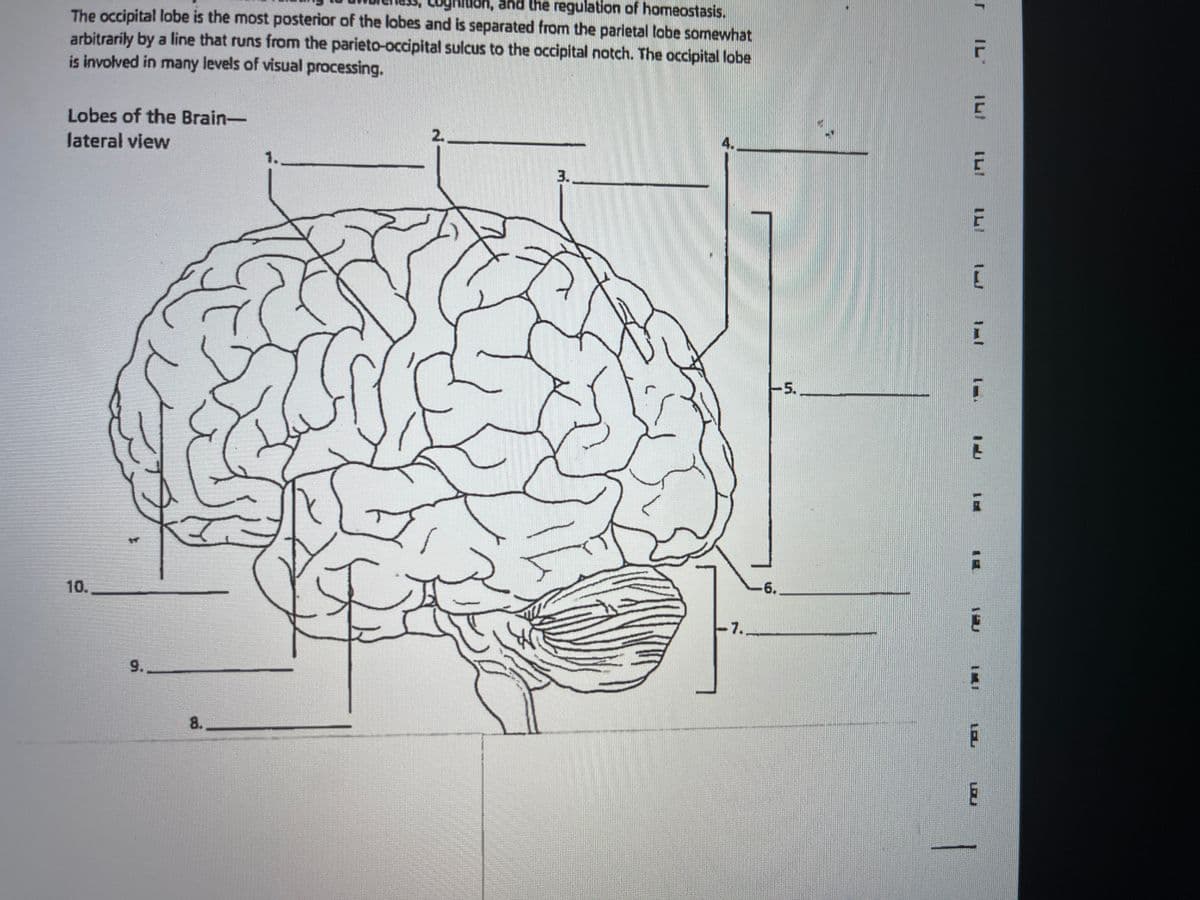 galuon, and the regulation of homeostasis.
The occipital lobe is the most posterior of the lobes and is separated from the parietal lobe somewhat
arbitrarily by a line that runs from the parieto-occipital sulcus to the occipital notch. The occipital lobe
is involved in many levels of visual processing.
Lobes of the Brain-
2.
lateral view
1.
3.
-5.
-6.
10.
7.
9.
8.
IL
IMI
