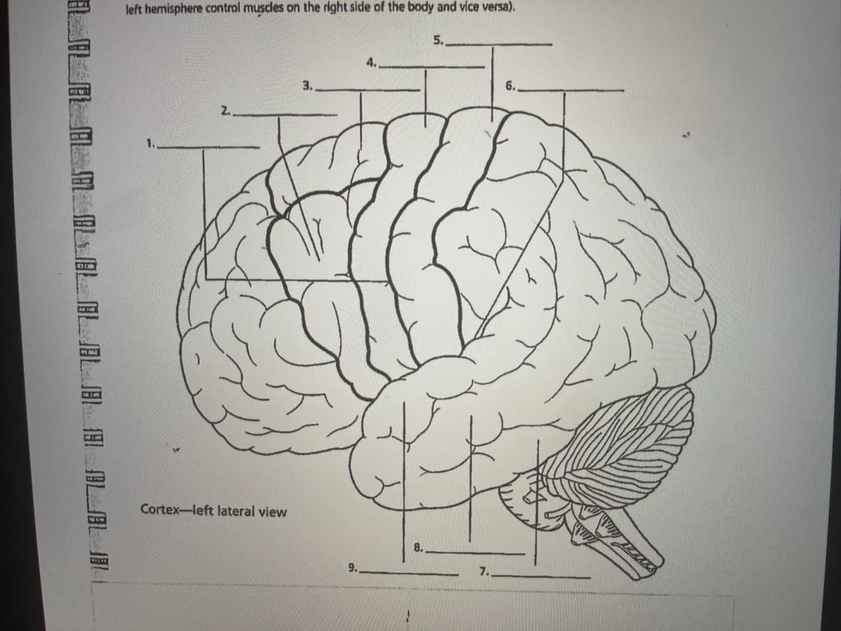 left hemisphere control muscles on the right side of the body and vice versa).
5.
4.
3.
6.
2.
1.
Cortex-left lateral view
9.
7.
