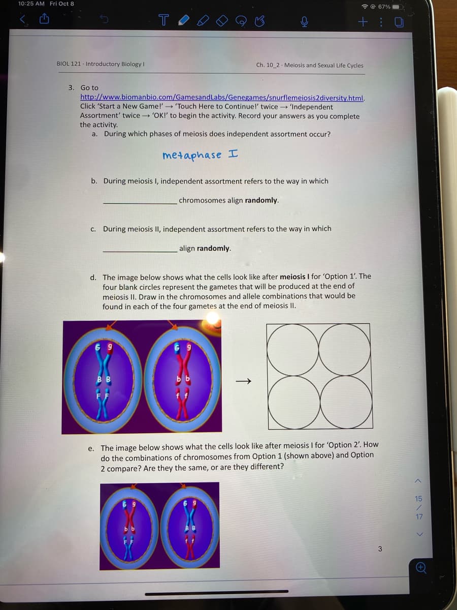 10:25 AM Fri Oct 8
*O 67%
BIOL 121 · Introductory Biology I
Ch. 10 2 Meiosis and Sexual Life Cycles
3. Go to
http://www.biomanbio.com/GamesandLabs/Genegames/snurflemeiosis2diversity.html.
Click 'Start a New Game!''Touch Here to Continue!' twice 'Independent
Assortment' twice 'OK!' to begin the activity. Record your answers as you complete
the activity.
a. During which phases of meiosis does independent assortment occur?
metaphase I
b. During meiosis I, independent assortment refers to the way in which
chromosomes align randomly.
C. During meiosis II, independent assortment refers to the way in which
align randomly.
d. The image below shows what the cells look like after meiosis I for 'Option 1'. The
four blank circles represent the gametes that will be produced at the end of
meiosis II. Draw in the chromosomes and allele combinations that would be
found in each of the four gametes at the end of meiosis II.
O0
e. The image below shows what the cells look like after meiosis I for 'Option 2'. How
do the combinations of chromosomes from Option 1 (shown above) and Option
2 compare? Are they the same, or are they different?
15
17
