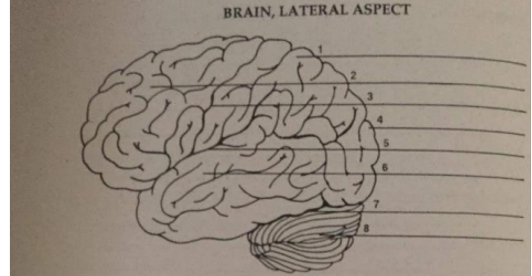 BRAIN, LATERAL ASPECT
7.
