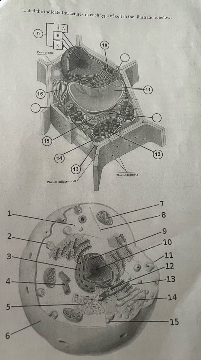 1
2-
3
4
5
6
Label the indicated structures in each type of cell in the illustrations below.
Centrosome
15
14
13
Wall of adjacent cell
AZA
Plasmodesmata
12
8
-9
-10
11
12
13
-14
15