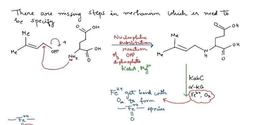 There are
be specity
missing steps in merhanism which es need to
Me
Me
Nu duoplulie
Subslitutiony
On
Meaction
Me'
OPP
* OPP
Me
NH2
diphusphate
KabA, Mg
KabC
d-KG
Fe
baind with
got
Oa t form R
(F2, 0
-Fe
speies
2ェ
