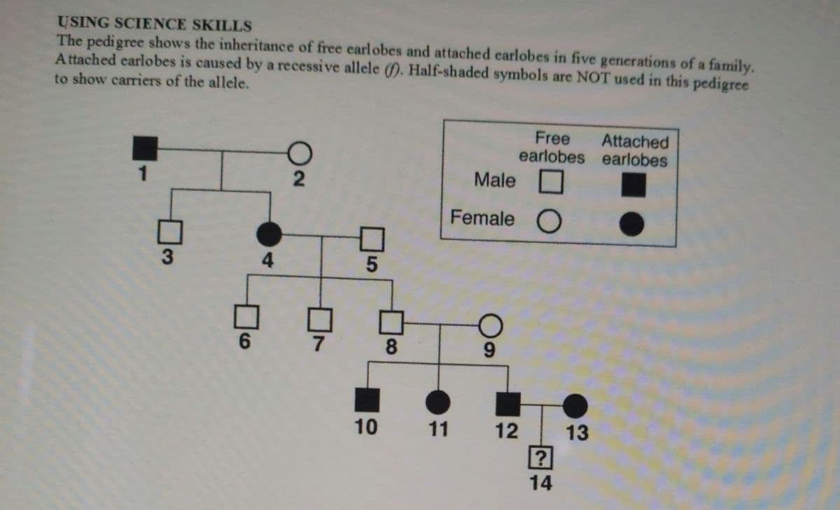 USING SCIENCE SKILLS
The pedigree shows the inheritance of free earlobes and attached earlobes in five generations of a family.
Attached earlobes is caused by a recessive allele (f). Half-shaded symbols are NOT used in this pedigree
to show carriers of the allele.
O
Male
Free Attached
earlobes earlobes
Female O
5
6
7
8
10 11
12
?
27
14
13