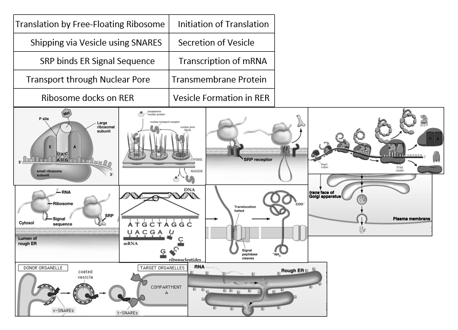 Translation by Free-Floating Ribosome
Initiation of Translation
Shipping via Vesicle using SNARES
Secretion of Vesicle
SRP binds ER Signal Sequence
Transcription of MRNA
Transport through Nuclear Pore
Transmembrane Protein
Ribosome docks on RER
Vesicle Formation in RER
Met
propective
nuclear protin
site
uclear tanport receptor
Large
ribosomal
subunit
nuclear pore
CYTOSOL
SRP receptor
Start
codon
Steo
small ribosome
NUCLEUS
coen
subunit
DNA
trans face of
Golgi apparatus
RNA
Ribosome
coo
Translocation
halted
SRP
Signal
Plasma membrane
ÁTGCŤẢGG C
UACGA U
Cytosol
sequence
Lumen of
rough ER
MRNA
signal
peptidase
cleaves
*NH,
ribonucleotides
TARGET ORGANELLES
RNA
DONOR ORGANELLE
Rough ER
coated
vesicle
COMPARTMENT
v-SNARES
t-SNARES
