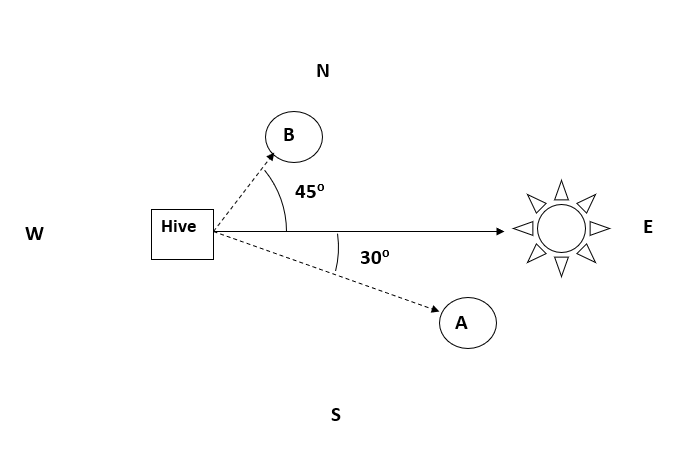 W
Hive
B
N
45°
S
30⁰
A
E