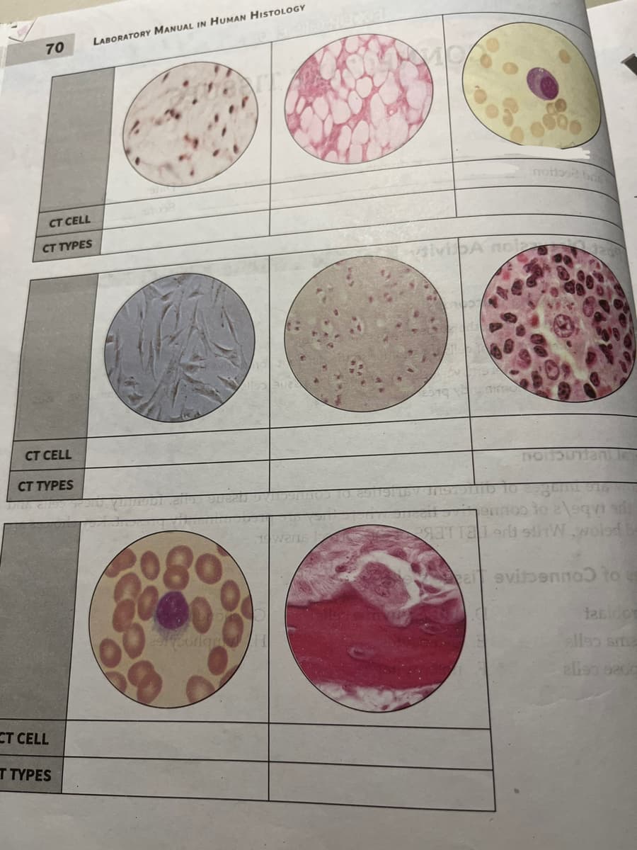 70
CT CELL
CT TYPES
CT CELL
CT TYPES
CT CELL
T TYPES
LABORATORY MANUAL IN HUMAN HISTOLOGY
080
1swers
XE
divisbA nola
moitos2 ba
noit
ension to alequiad
PaTTal or stiWwoled
ai evitsennoo to
taridor
ellas sma
allan seug