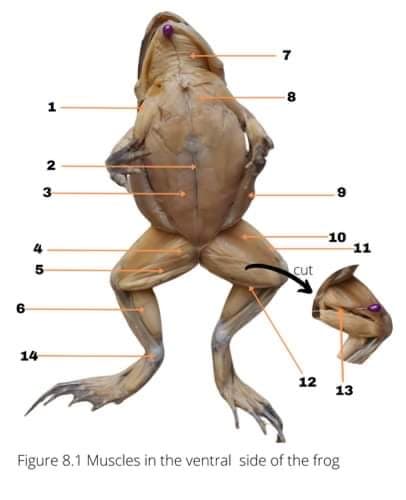 10
11
5.
cut
6.
14
12
13
Figure 8.1 Muscles in the ventral side of the frog
2.
