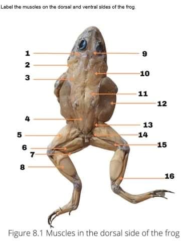 Label the muscles on the dorsal and ventral sides of the frog
1
2
10
3
11
12
13
14
15
6
7
8
16
Figure 8.1 Muscles in the dorsal side of the frog
