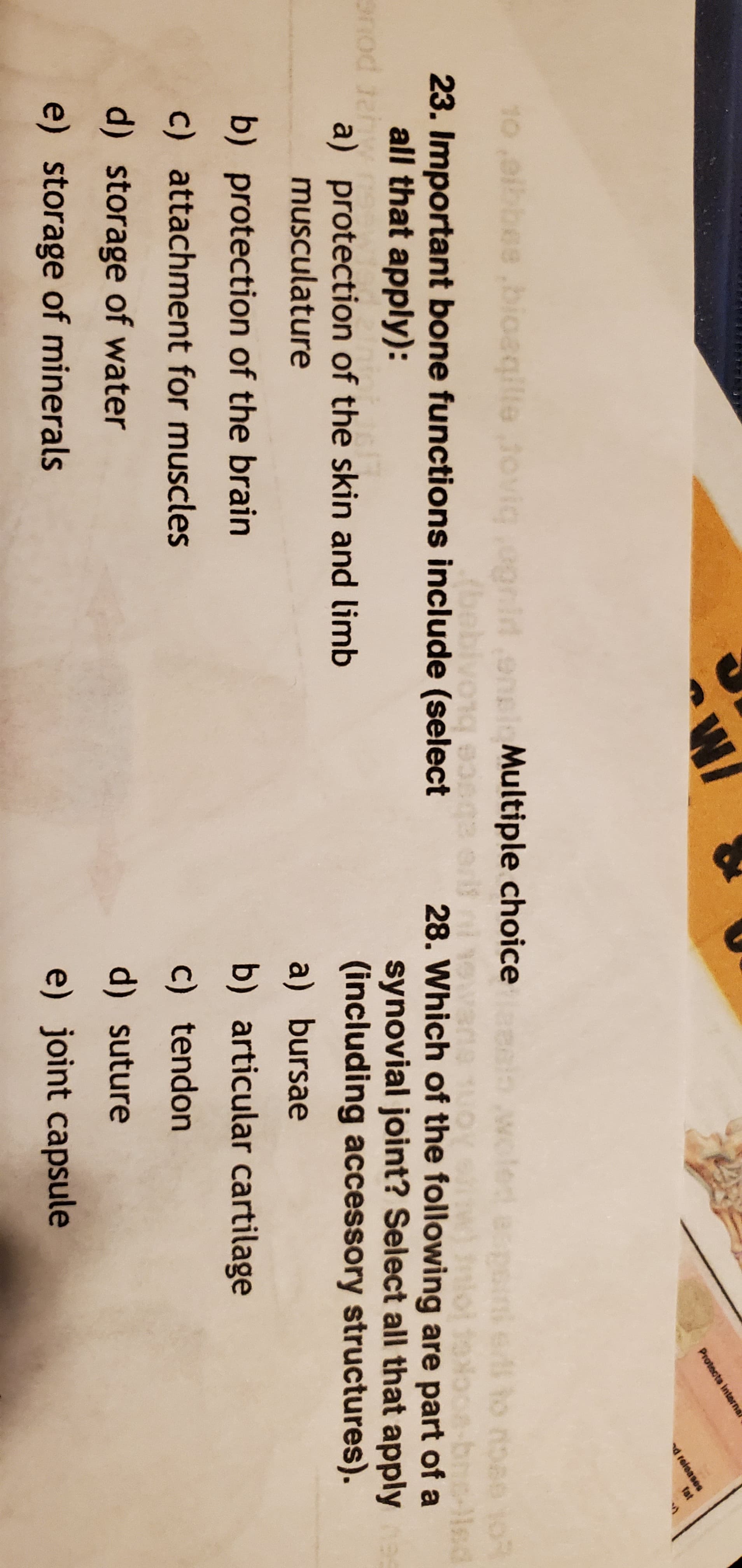 W/
Protects internal
d reieases
fat
10,oibbes.bioaqilie tovig ,ognl
en
Multiple choice
23. Important bone functions include (select
all that apply):
ted aspoin to noae 0R
w) nioj folooe-bns-lHed
28. Which of the following are part of a
synovial joint? Select all that apply
(including accessory structures).
UAGL e absce bu
a) protection of the skin and limb
musculature
b) protection of the brain
a) bursae
c) attachment for muscles
b) articular cartilage
d) storage of water
c) tendon
e) storage of minerals
d) suture
e) joint capsule
