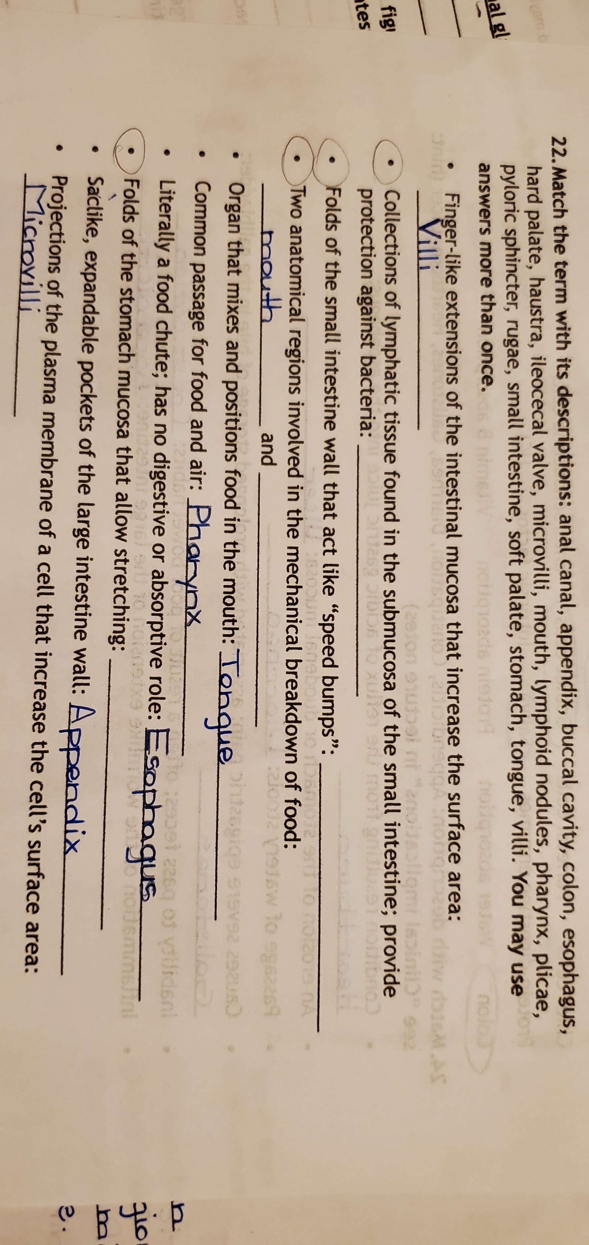 22. Match the term with its descriptions: anal canal, appendix, buccal cavity, colon, esophagus,
hard palate, haustra, ileocecal valve, microvilli, mouth, lymphoid nodules, pharynx, plicae,
pyloric sphincter, rugae, small intestine, soft palate, stomach, tongue, villi. You may use
al gl
answers more than once.
notiqiozds nietor
nolo
Finger-like extensions of the intestinal mucosa that increase the surface area:
Villi
nin
Cua.couerby
GM.AS
(20jon ouo9i
Collections of lymphatic tissue found in the submucosa of the small intestine; provide
92
fig
tes
protection against bacteria:
10 XL
mo
Folds of the small intestine wall that act like "speed bumps":
aboud
Two anatomical regions involved in the mechanical breakdown of food:
mouth
Organ that mixes and positions food
Common passage for food and air: Phorynx
Literally a food chute; has no digestive or absorptive role: Esophaqus
and
2roo12:
in the mouth: Tongue
o el 22sq of yilidsni
Folds of the stomach mucosa that allow stretching:
Tril
gio
Saclike, expandable pockets of the large intestine wall: Appendix
Projections of the plasma membrane of a cell that increase the cell's surface area:
Microvilli
2.
