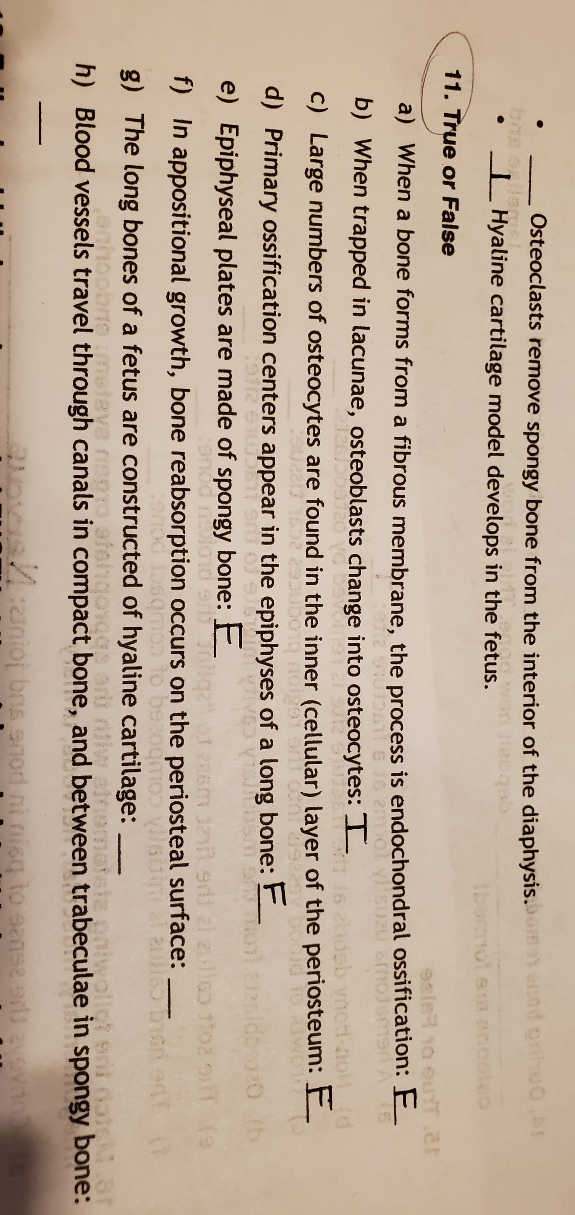 Osteoclasts remove spongy bone from the interior of the diaphysis.m aod onhuder
I Hyaline cartilage model develops in the fetus.
oqaa
Ibomol eta enco
11. True or False
a) When a bone forms from a fibrous membrane, the process is endochondral ossification: E
1oJsme At6
b) When trapped in lacunae, osteoblasts change into osteocytes: I
16
eb yood nok(d
c) Large numbers of osteocytes are found in the inner (cellular) layer of the periosteum: E
d) Primary ossification centers appear in the epiphyses of a long bone: E
Siou bloc
e) Epiphyseal plates are made of spongy bone: E
cenod neond er r
iga ot zaem enil edi zi 21i0o to2 orlT (9
f) In appositional growth, bone reabsorption occurs on the periosteal surface:
12 2 C COLubozsg o Coubscr pu
oniv
g) The long bones of a fetus are constructed of hyaline cartilage:
riepo.efehgorggs ori
h) Blood vessels travel through canals in compact bone, and between trabeculae in spongy bone:
pobrtome
metey
sla
aNOVOI avevno
4:zanioj bus snod ni nisq to ezns er
