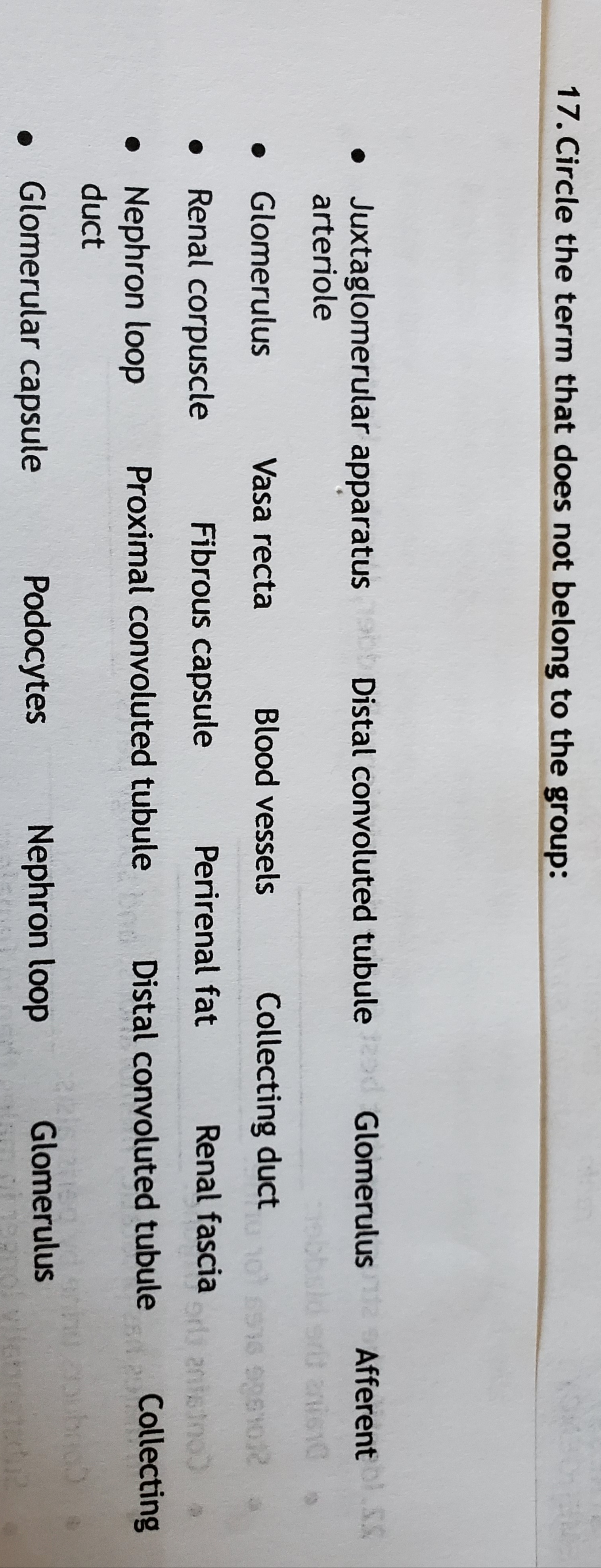 17. Circle the term that does not belong to the group:
• Juxtaglomerular apparatus
arteriole
Distal convoluted tubule d Glomerulus Afferent S
rd anis10
Glomerulus
Vasa recta
Blood vessels
Collecting duct
Renal corpuscle
Fibrous capsule
Perirenal fat
Renal fascia
erls antetno)
Collecting
Distal convoluted tubule
• Nephron loop
duct
Proximal convoluted tubule
Glomerular capsule
Podocytes
Nephron loop
Glomerulus
ebnetadu2
