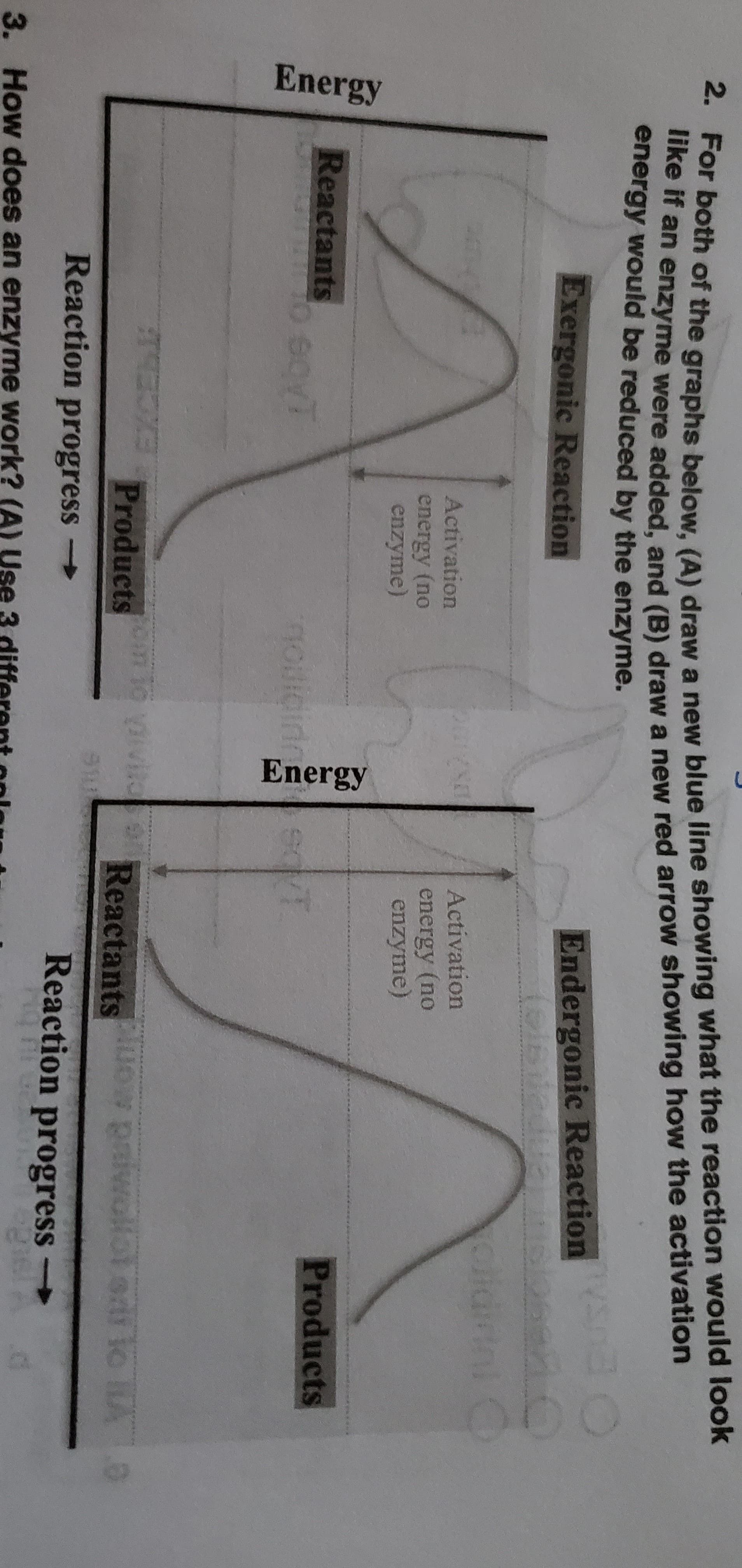 Energy
Energy
2. For both of the graphs below, (A) draw a new blue line showing what the reaction would look
eperau nzyme were added, and (B) draw a new red arrow showing how the activation
energy would be reduced by the enzyme.
Exergonic Reaction
Endergonic Reaction
कपाजम
olidininl C
Activation
Activation
energy (no
enzyme)
energy (no
enzyme)
Reactants
Products
nodidinned/T
Products
Reactants ow paiwollol ar io lAa
Reaction progress →
Reaction →
progress
3. How does an enzyme work? (A) Use 3
