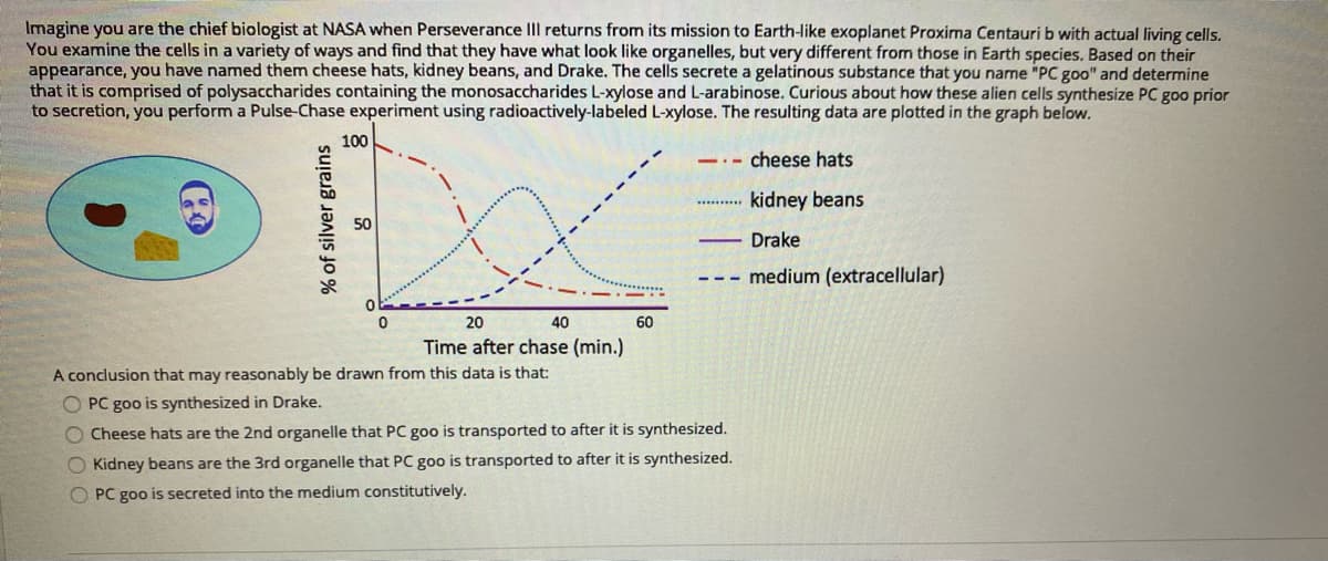 Imagine you are the chief biologist at NASA when Perseverance IIl returns from its mission to Earth-like exoplanet Proxima Centauri b with actual living cells.
You examine the cells in a variety of ways and find that they have what look like organelles, but very different from those in Earth species. Based on their
appearance, you have named them cheese hats, kidney beans, and Drake. The cells secrete a gelatinous substance that you name "PC goo" and determine
that it is comprised of polysaccharides containing the monosaccharides L-xylose and L-arabinose. Curious about how these alien cells synthesize PC goo prior
to secretion, you perform a Pulse-Chase experiment using radioactively-labeled L-xylose. The resulting data are plotted in the graph below.
100
cheese hats
kidney beans
50
Drake
--- medium (extracellular)
20
40
60
Time after chase (min.)
A conclusion that may reasonably be drawn from this data is that:
O PC goo is synthesized in Drake.
O Cheese hats are the 2nd organelle that PC goo is transported to after it is synthesized.
O Kidney beans are the 3rd organelle that PC goo is transported to after it is synthesized.
O PC goo is secreted into the medium constitutively.
% of silver grains
