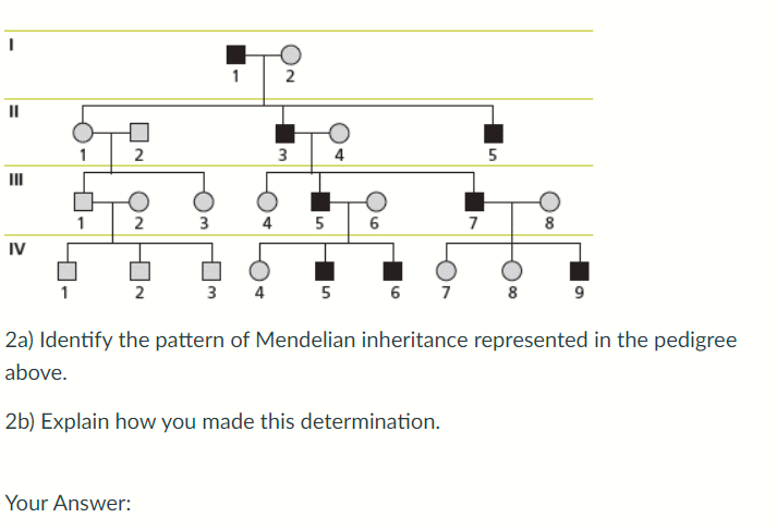 I
IV
1
2
Your Answer:
2
2
3
1
2
3
5
4
6
3 4 5 6 7
7
5
8
O
8
9
2a) Identify the pattern of Mendelian inheritance represented in the pedigree
above.
2b) Explain how you made this determination.