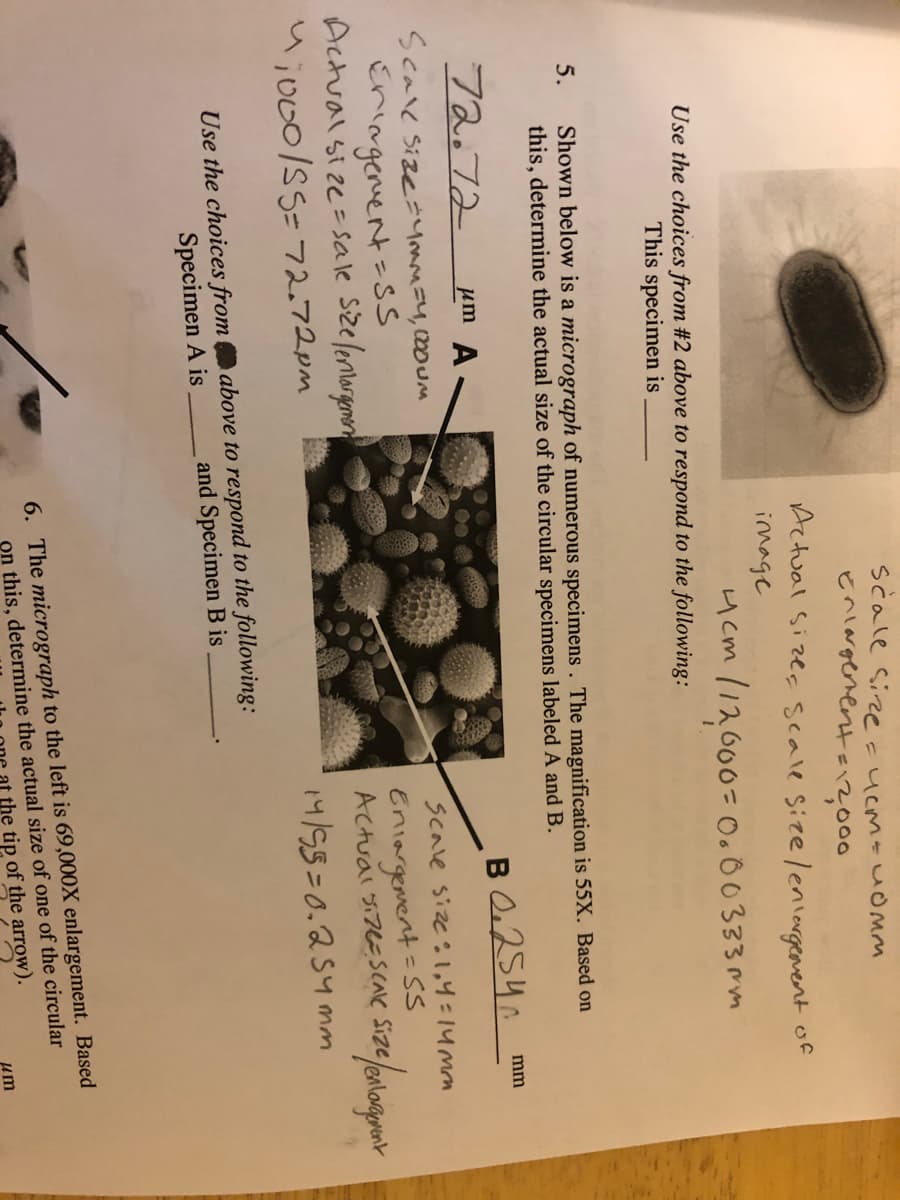 scale Size-ucm=uOMM
Enlargenent a2000
Actual sizes scale sizelenlergenvent
of
image
ucm l12000= 0.00333mm
Use the choices from #2 above to respond to the following:
This specimen is
Shown below is a micrograph of numerous specimens. The magnification is 55X. Based on
this, determine the actual size of the circular specimens labeled A and B.
5.
72,72
B 0254.
mm
um A
Scak sizeym=4, 000UM
Eningenent=SS
Actualsize=sale szeleniargenon
u;o00/SS=72.72pm
Scale size:1,4=14mm
Eniargenent = SS
Actuai si7e=SCale size,
%3D
14/55=0.254mm
Use the choices from above to respond to the following:
and Specimen B is
Specimen A is
6. The micrograph to the left is 69,000X enlargement. Based
this, determine the actual size of one of the circular
the tip of the arrow).
um
