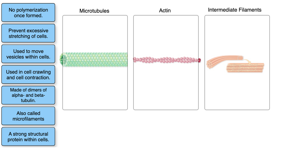 No polymerization
once formed.
Microtubules
Actin
Intermediate Filaments
Prevent excessive
stretching of cells.
Used to move
vesicles within cells.
Used in cell crawling
and cell contraction.
Made of dimers of
alpha- and beta-
tubulin.
Also called
microfilaments
A strong structural
protein within cells.
