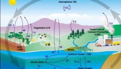 Amosphere 750
(co.)
5.5
121.3
Vegetation a10
Fossil Fuels &
Cement Production
4,000
60
1.6
160
92
Soile
1.580
Rivens
90
Sufoce Ocean 1020
Morine Biolo 3
91.6
100
9.
