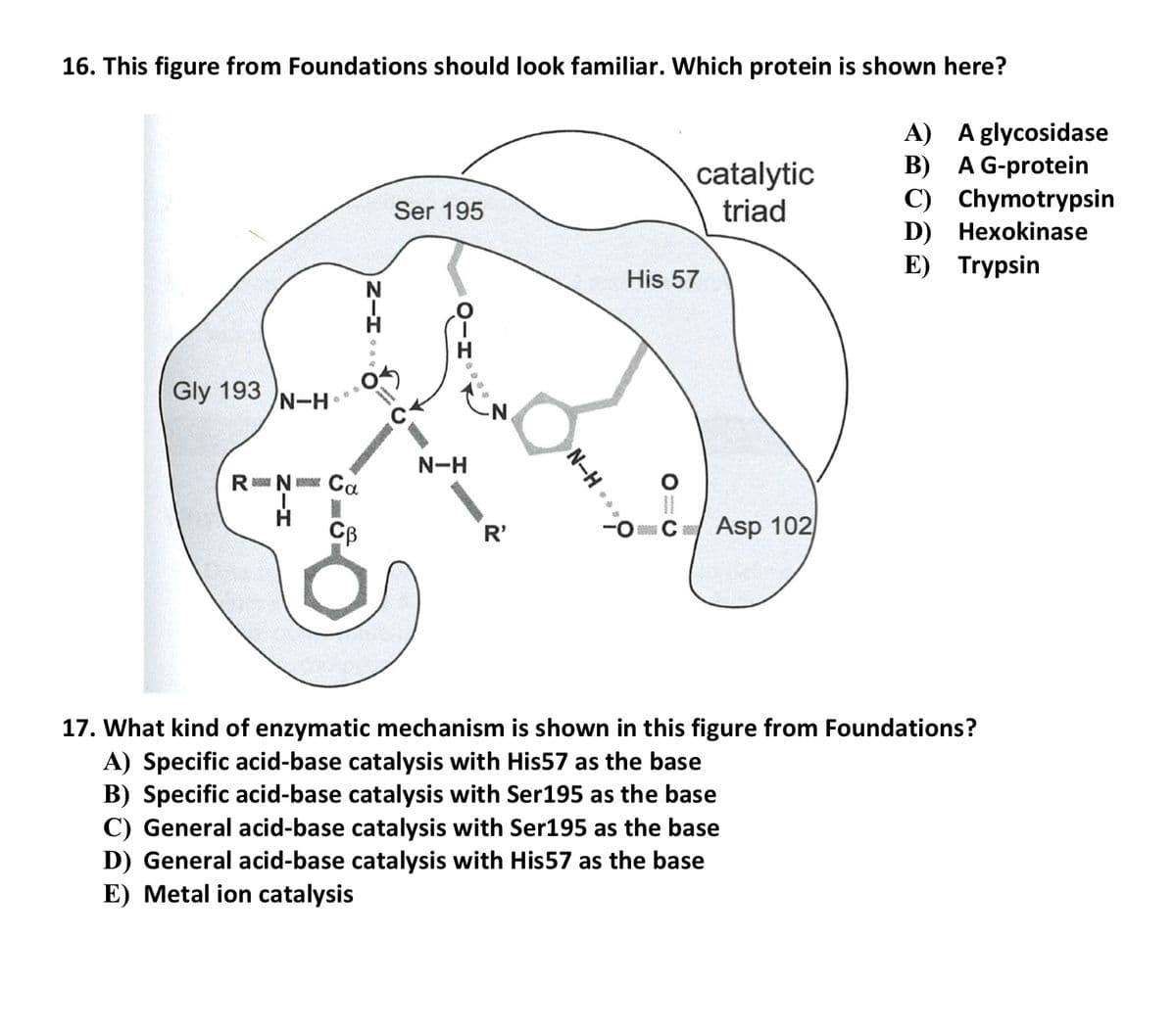 16. This figure from Foundations should look familiar. Which protein is shown here?
A) Aglycosidase
B) A G-protein
C) Chymotrypsin
D) Hexokinase
E) Trypsin
catalytic
triad
Ser 195
His 57
H
Gly 193
N-H
R Ņ
Ca
CB
Asp 102
R'
17. What kind of enzymatic mechanism is shown in this figure from Foundations?
A) Specific acid-base catalysis with His57 as the base
B) Specific acid-base catalysis with Ser195 as the base
C) General acid-base catalysis with Ser195 as the base
D) General acid-base catalysis with His57 as the base
E) Metal ion catalysis
N-H
