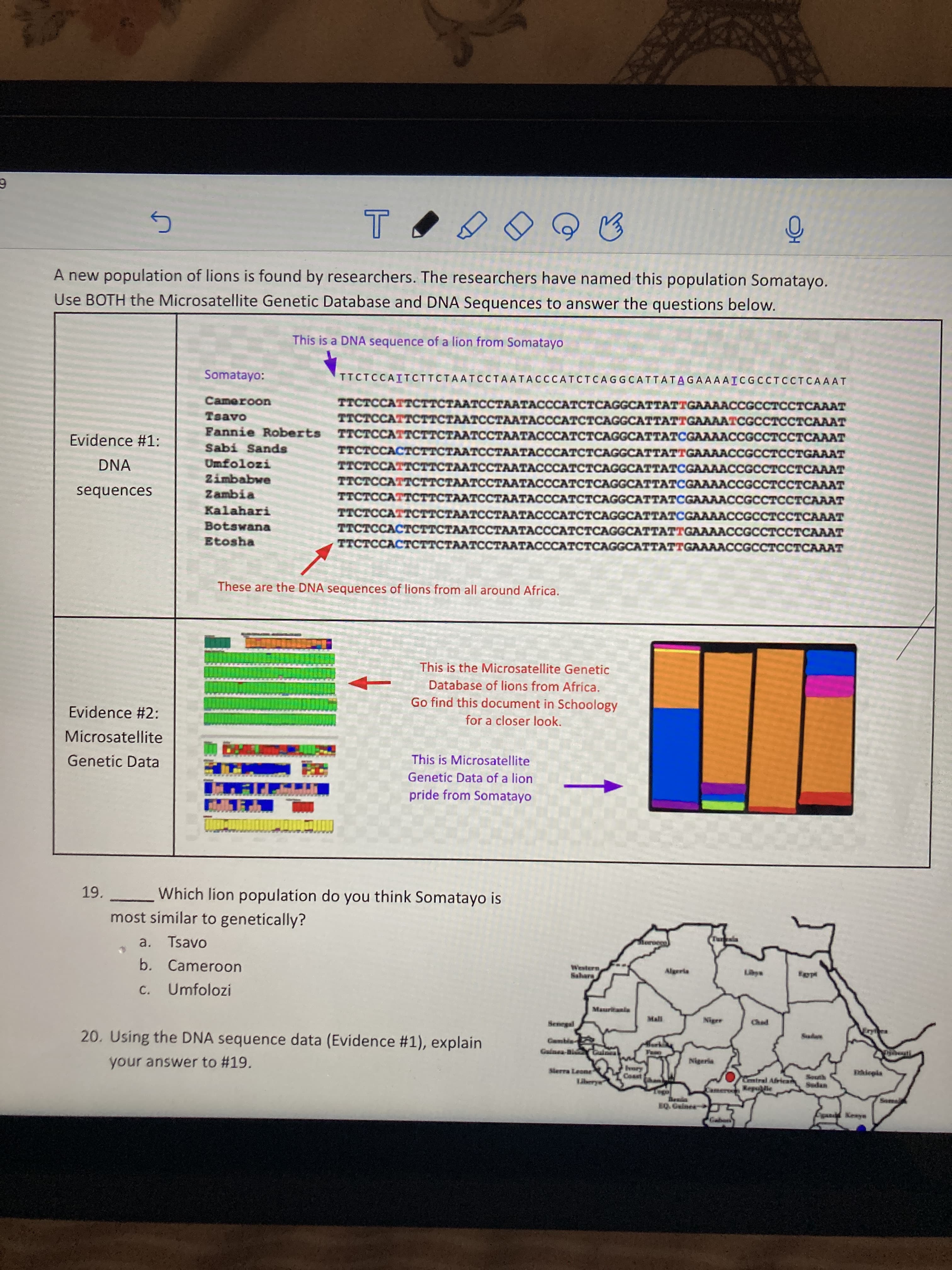 19. Which lion population do you think Somatayo is
most similar to genetically?
a. Tsavo
b. Cameroon
C.
Umfolozi
20. Using the DNA sequence data (Evidence #1), explain
your answer to #19.
