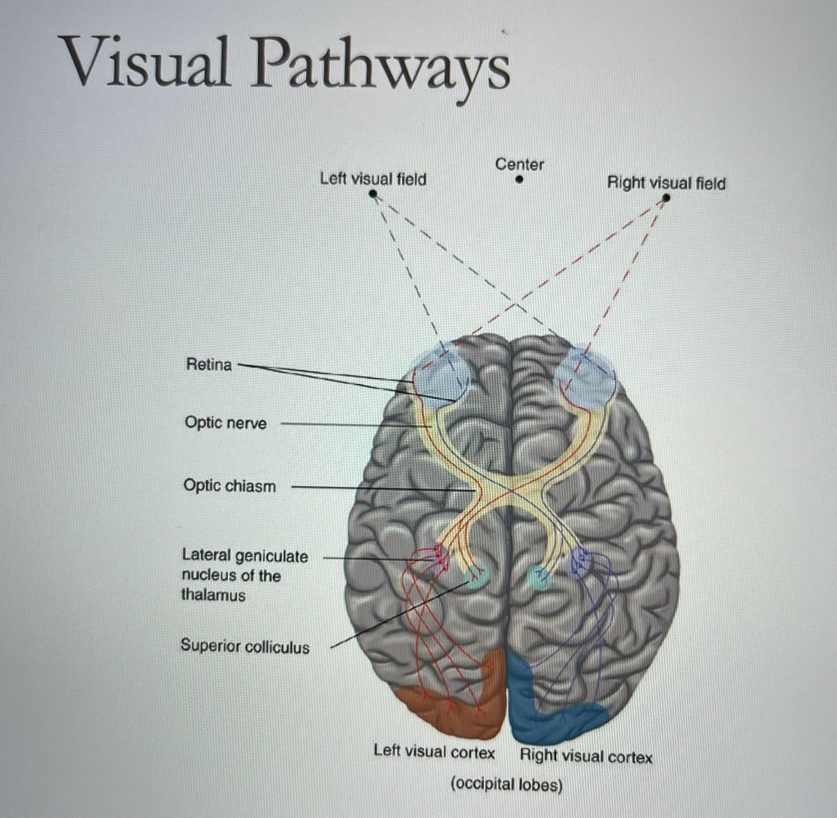 Visual Pathways
Center
Left visual field
Right visual field
Retina
Optic nerve
Optic chiasm
Lateral geniculate
nucleus of the
thalamus
Superior colliculus
Left visual cortex
Right visual cortex
(occipital lobes)
