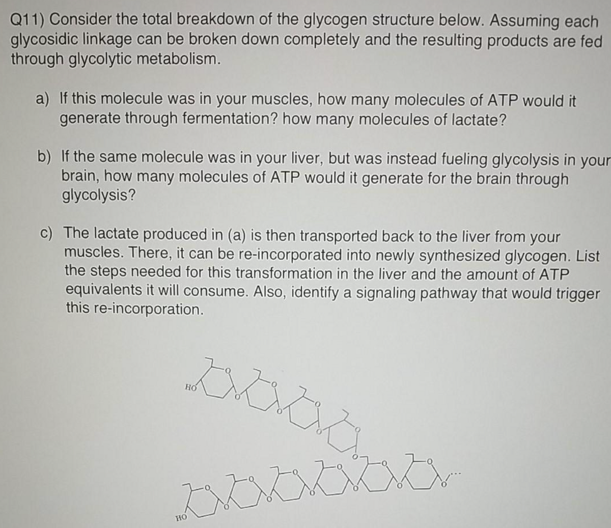 Q11) Consider the total breakdown of the glycogen structure below. Assuming each
glycosidic linkage can be broken down completely and the resulting products are fed
through glycolytic metabolism.
a) If this molecule was in your muscles, how many molecules of ATP would it
generate through fermentation? how many molecules of lactate?
b) If the same molecule was in your liver, but was instead fueling glycolysis in your
brain, how many molecules of ATP would it generate for the brain through
glycolysis?
c) The lactate produced in (a) is then transported back to the liver from your
muscles. There, it can be re-incorporated into newly synthesized glycogen. List
the steps needed for this transformation in the liver and the amount of ATP
equivalents it will consume. Also, identify a signaling pathway that would trigger
this re-incorporation.
లంింస
но
но
