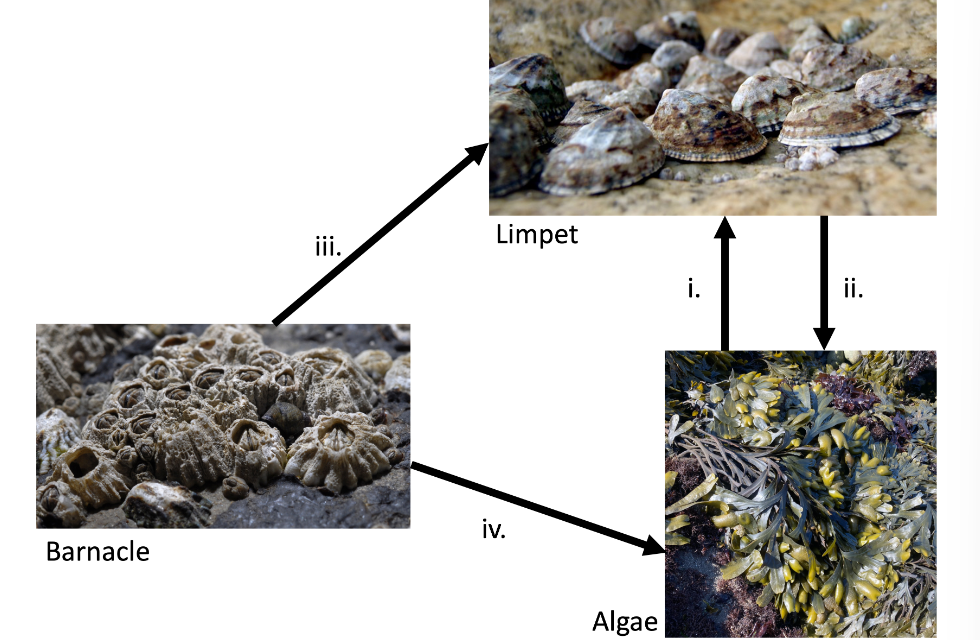 Barnacle
iii.
Limpet
iv.
Algae
ii.