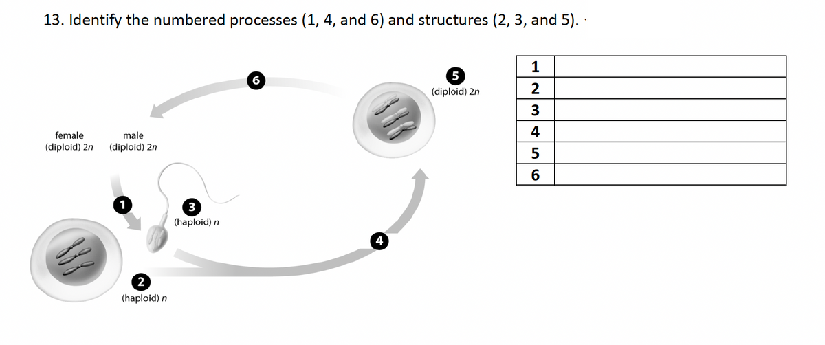 13. Identify the numbered processes (1, 4, and 6) and structures (2, 3, and 5). ·
1
5
(diploid) 2n
2
female
male
4
(diploid) 2n
(diploid) 2n
1
3
(haploid) n
4
2
(haploid) n
