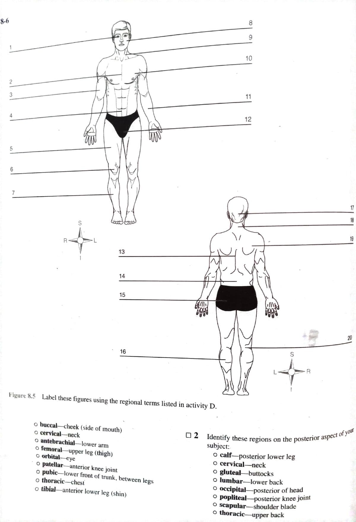 Identify these regions on the posterior aspect of your
8
8-6
9.
1
10
2
11
4
12
7
17
18
19
7.
13
14
15
16
Figure 8.5 Label these figures using the regional terms listed in activity D.
o buccal-cheek (side of mouth)
o cervical-neck
o antebrachial-lower arm
o femoral-upper leg (thigh)
o orbital-eye
o patellar-anterior knee joint
o pubic-lower front of trunk, between legs
o thoracic-chest
o tibial-anterior lower leg (shin)
Identify these regions on the posterior aspeci or 2
subject:
o calf-posterior lower leg
o cervical-neck
o gluteal-buttocks
o lumbar-lower back
O occipital-posterior of head
O popliteal-posterior knee joint
O scapular-shoulder blade
o thoracic-upper back
O 2
20
