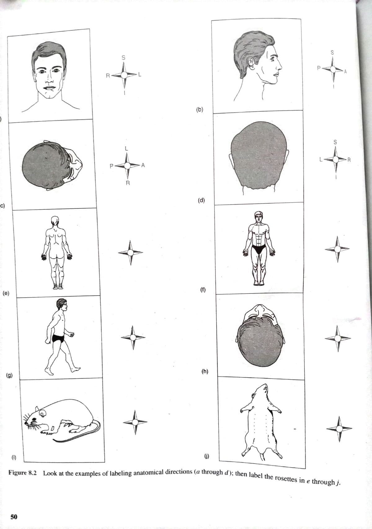 Figure 8.2 Look at the examples of labeling anatomical directions (a through d); then label the rosettes in e through j.
(b)
S
L
R
P<
A
(d)
c)
(f)
(e)
(h)
(g)
(1)
);
e
50
