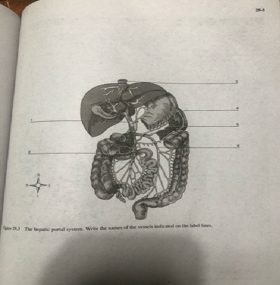 29-5
gare 29.3 The he patic portal system. Write the names of the vessels indicated on the label lines
