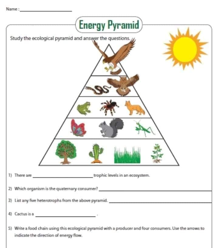 Name:
Energy Pyramid
Study the ecological pyramid and answer the questions.
1) There are
trophic levels in an ecosystem.
2) Which organism is the quaternary consumer?
3) List any five heterotrophs fram the above pyramid.
4) Cactus is a
5) Write a food chain using this ecological pyramid with a producer and four consumers. Use the arrows to
indicate the direction of energy flow.
