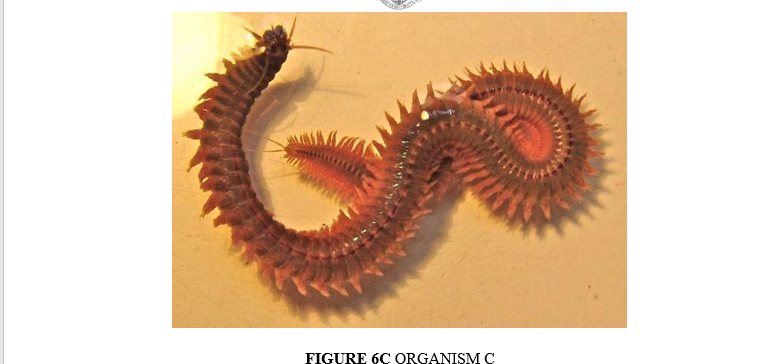 FIGURE 6C ORGANISM C
