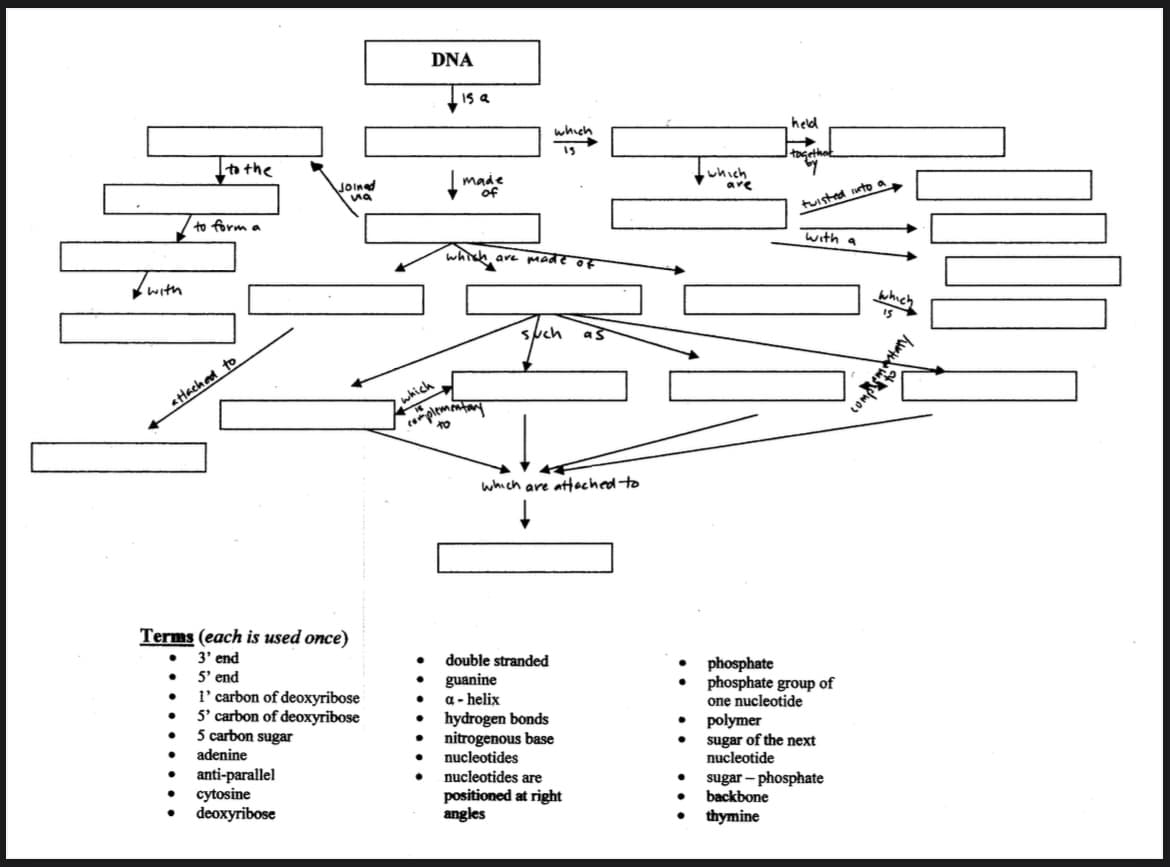 7 with
to the
attached to
●
to form a
Terms (each is used once)
•
3' end
•
5' end
●
l' carbon of deoxyribose
5' carbon of deoxyribose
5 carbon sugar
●
●
• adenine
● anti-parallel
● cytosine
Joined
иа
deoxyribose
DNA
↓
15 a
made
of
which are made of
2 which
complementary
which
13
sluch as
which are attached to
↓
double stranded
● guanine
• a-helix
hydrogen bonds
nitrogenous base
nucleotides
nucleotides are
positioned at right
angles
which
are
held
I togethot
tuisted anto
with a
phosphate
phosphate group of
one nucleotide
● polymer
● sugar of the next
nucleotide
● sugar-phosphate
backbone
● thymine
which
15
utwor