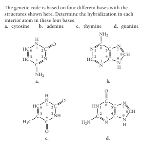 The genetic code is based on four different bases with the
structures shown here. Determine the hybridization in each
interior atom in these four bases.
а. суtosine
b. adenine
c. thymine
d. guanine
NH2
H
1.
8CH
HC
HC
'N
H
NH2
a.
b.
H
SC-N
SCH
HC
HN1
NH
H2N
H
d.
