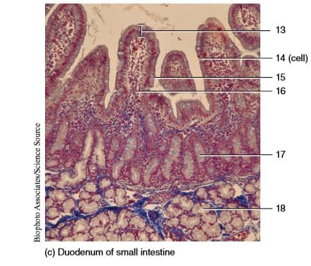 13
14 (cell)
15
16
17
18
(c) Duodenum of small intestine
Biophoto Associates/Science Source
