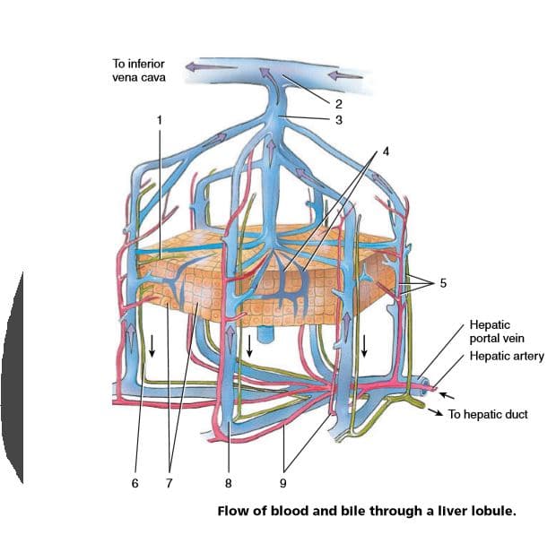 To inferior
vena cava
2
3
Hepatic
portal vein
Hepatic artery
To hepatic duct
6 7
8.
9
Flow of blood and bile through a liver lobule.
