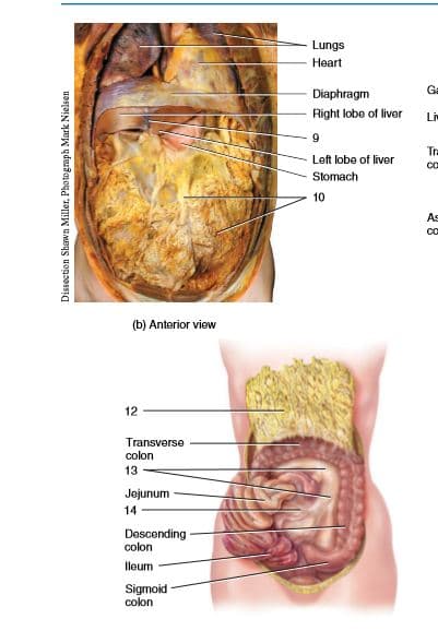 Lungs
Heart
Ga
Diaphragm
Right lobe of livor
Li
9
Tra
Left lobe of liver
co
Slomach
10
As
(b) Anterior view
12
Transverse
colon
13
Jejunum
14
Descending-
colon
lleum
Sigmoid
colon
Dissection Shawn Miller, Photograph Mark Nielsen
28
