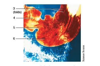 3
(folds)
4
6
Science Source
