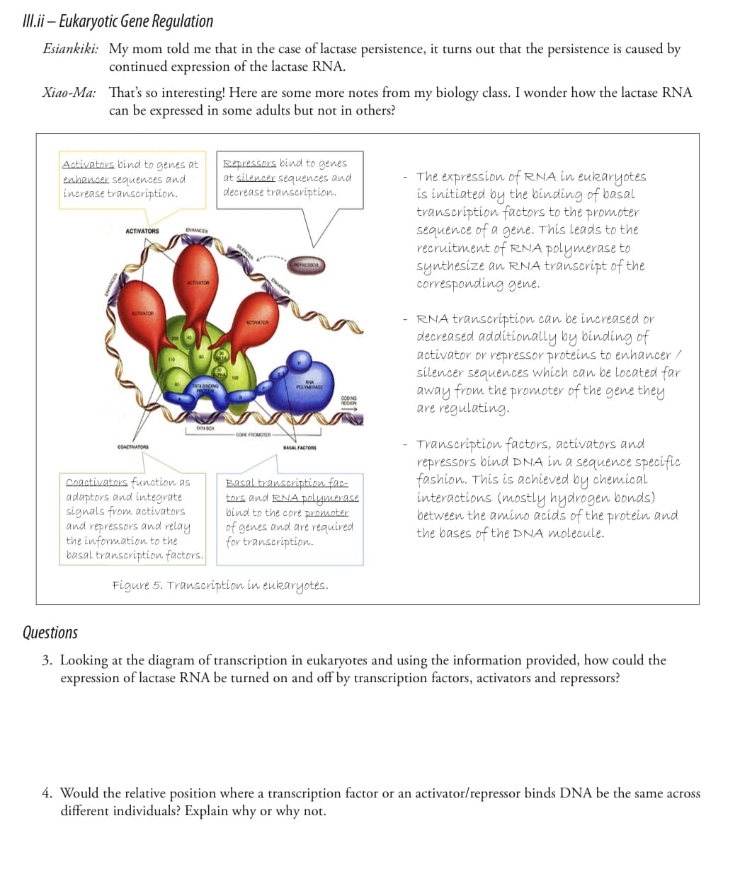 III.ii-Eukaryotic Gene Regulation
Esiankiki: My mom told me that in the case of lactase persistence, it turns out that the persistence is caused by
continued expression of the lactase RNA.
Xiao-Ma: That's so interesting! Here are some more notes from my biology class. I wonder how the lactase RNA
can be expressed in some adults but not in others?
Activators bind to genes at
enhancer sequences and
increase transcription.
ACTIVATORS
ACTIVATOR
COACTIVATORS
ENHANCER
ACTIVATOR
ATA BINDING
TATA BOX
coactivators function as
adaptors and integrate
signals from activators
and repressors and relay
the information to the
basal transcription factors.
Repressors bind to genes
at silencer sequences and
decrease transcription.
CORE PROMOTER-
REPRESSOR
POLYMERASE
BASAL FACTORS
CODING
REGION
Basal transcription fac-
tors and RNA polymerase
bind to the core promoter
of genes and are required
for transcription.
Figure 5. Transcription in eukaryotes.
- The expression of RNA in eukaryotes
is initiated by the binding of basal
transcription factors to the promoter
sequence of a gene. This leads to the
recruitment of RNA polymerase to
synthesize an RNA transcript of the
corresponding gene.
RNA transcription can be increased or
decreased additionally by binding of
activator or repressor proteins to enhancer /
silencer sequences which can be located far
away from the promoter of the gene they
are regulating.
Transcription factors, activators and
repressors bind DNA in a sequence specific
fashion. This is achieved by chemical
interactions (mostly hydrogen bonds)
between the amino acids of the protein and
the bases of the DNA molecule.
Questions
3. Looking at the diagram of transcription in eukaryotes and using the information provided, how could the
expression of lactase RNA be turned on and off by transcription factors, activators and repressors?
4. Would the relative position where a transcription factor or an activator/repressor binds DNA be the same across
different individuals? Explain why or why not.