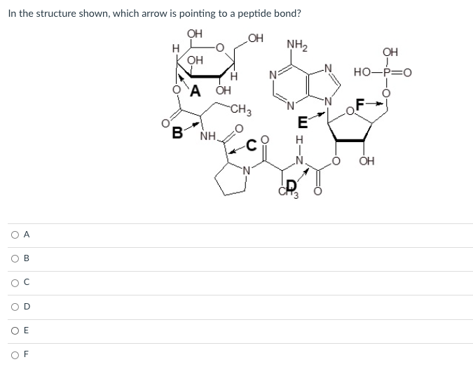 In the structure shown, which arrow is pointing to a peptide bond?
но
H
NH2
OH
HO-P=0
H
`A ÓH
CH3
F
E
B NH.
H
ОН
A
В
OC
O E
OF
B.
